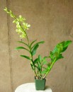 Dendrobium Orchid in a 4-inch Pot