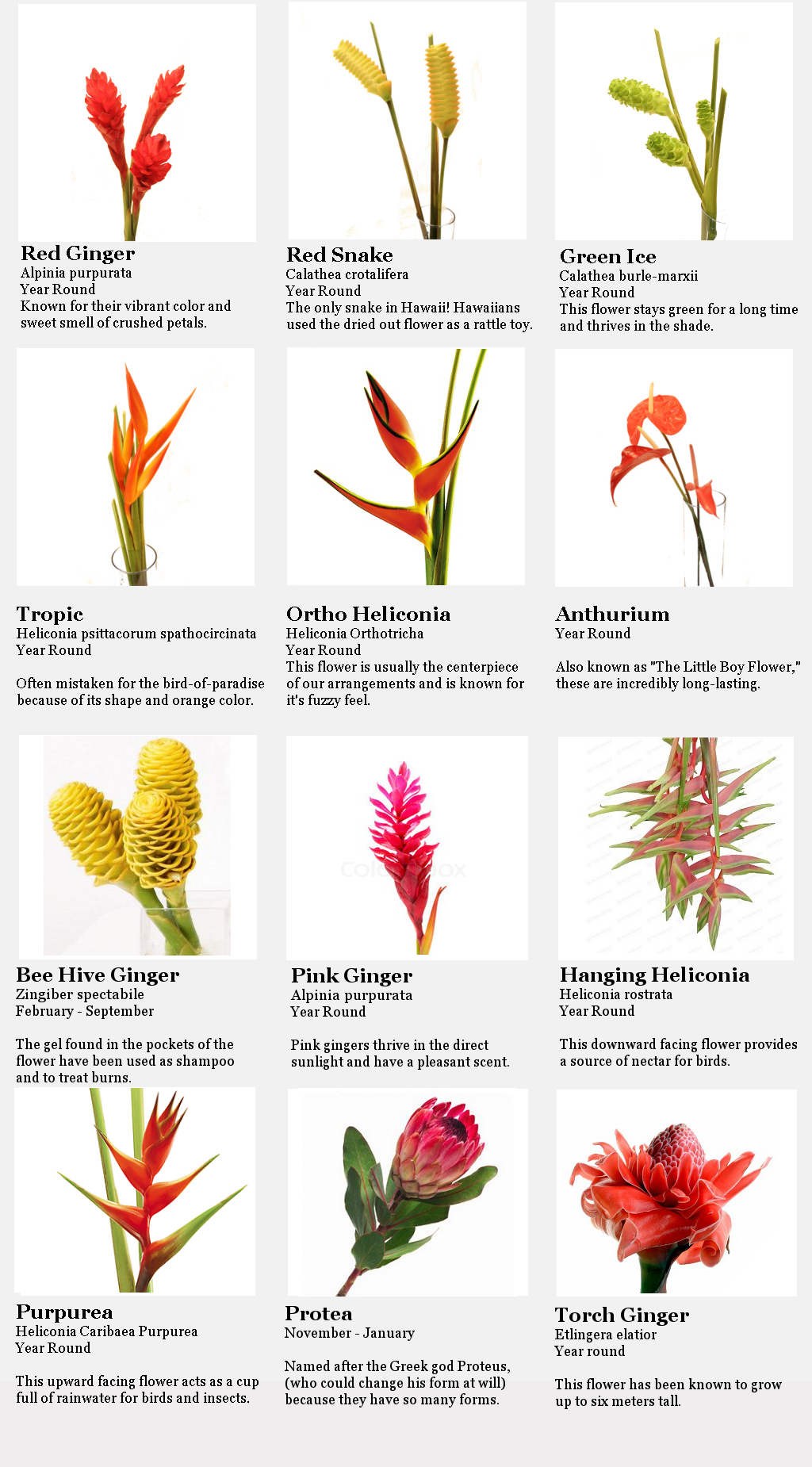 Flower Guide